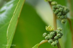 Ventilago bombaiensis